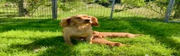 Cocker Spaniel dogs for sale: Cocker Spaniel puppies  - Advert 5