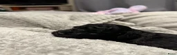 Cavapoochon dogs for sale: Mini F1b CAVAPOOCHON Puppies FORSALE  - Advert 13