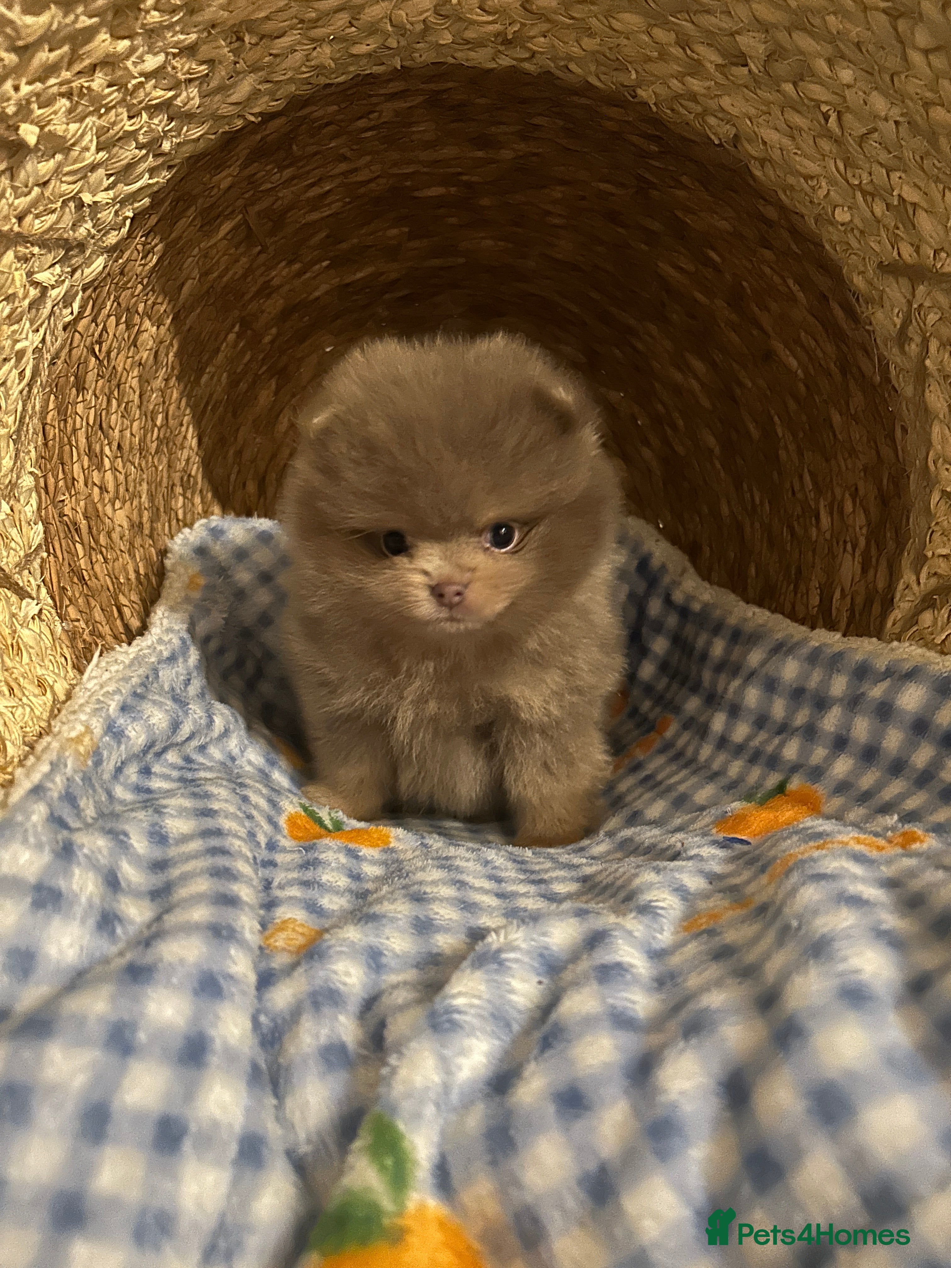 Pomeranian dogs  LAST BEAUTIFUL  LILAC POMERANIAN - Advert 3