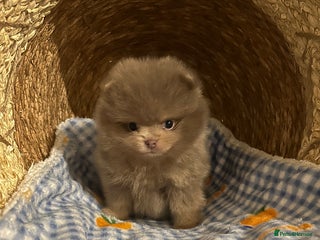 Pomeranian dogs LAST BEAUTIFUL LILAC POMERANIAN - Advert 3