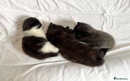 Maine Coon cats for sale: Maincoon X ragdoll - Image 5