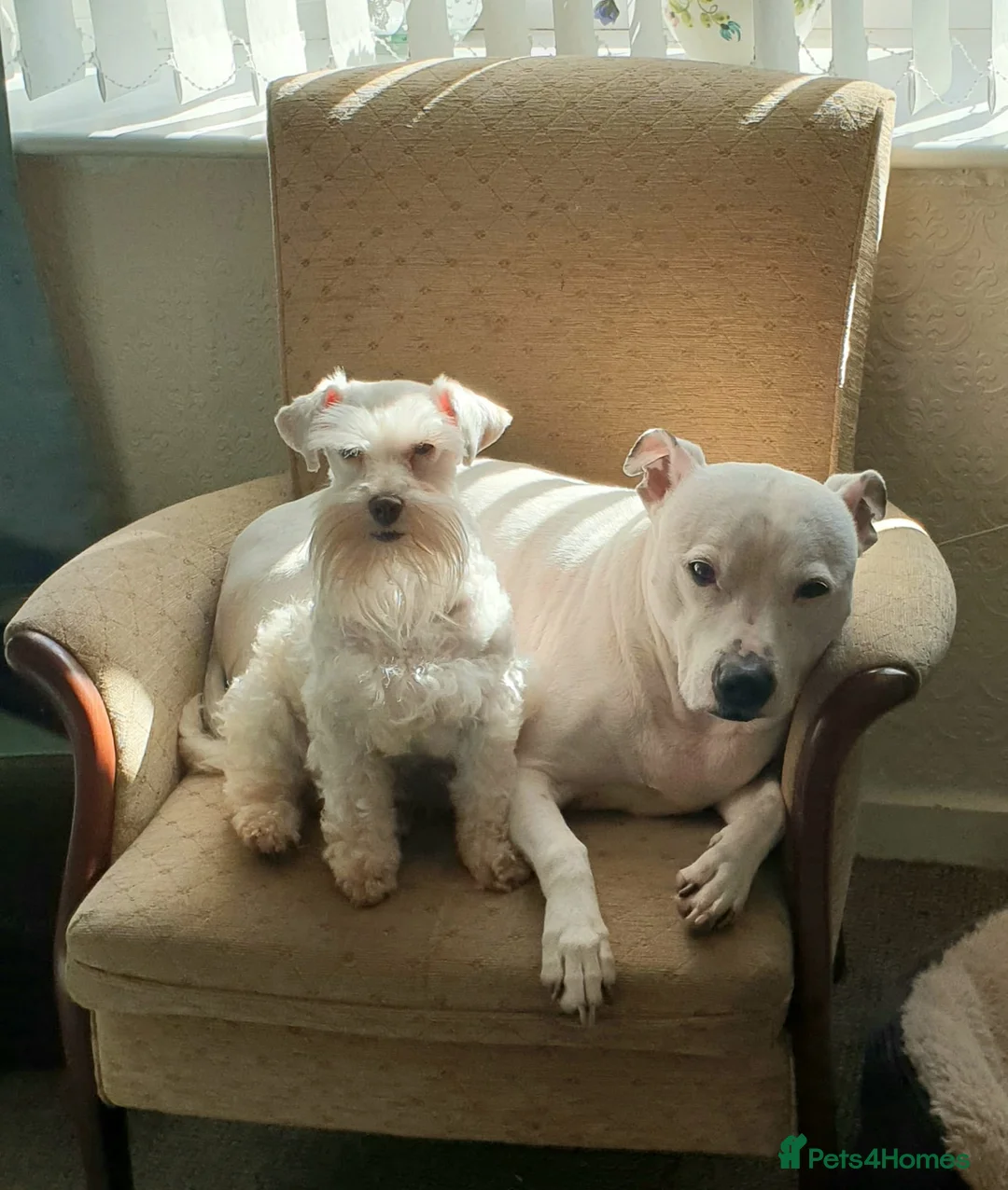 Miniature Schnauzer dogs for stud: PROVEN KC TOY MINATURE SCHNAUZER  FOR STUD    in Dudley - Advert 8