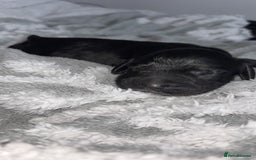 Cockerdor dogs for sale: Cockerdor puppies   - Advert 2