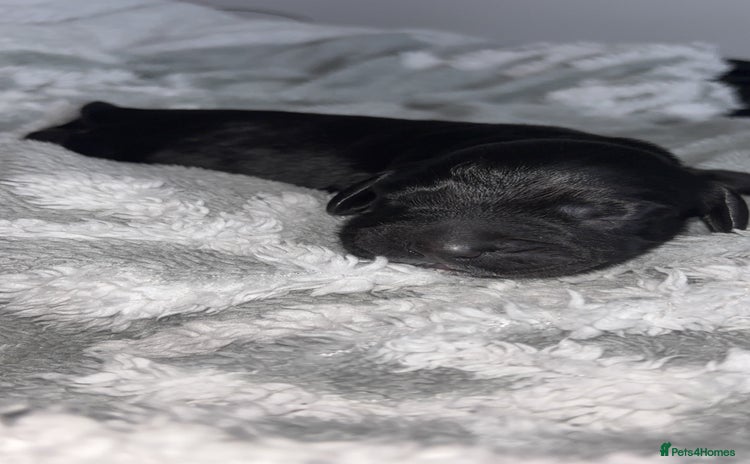 Cockerdor dogs Cockerdor puppies   - Advert 1