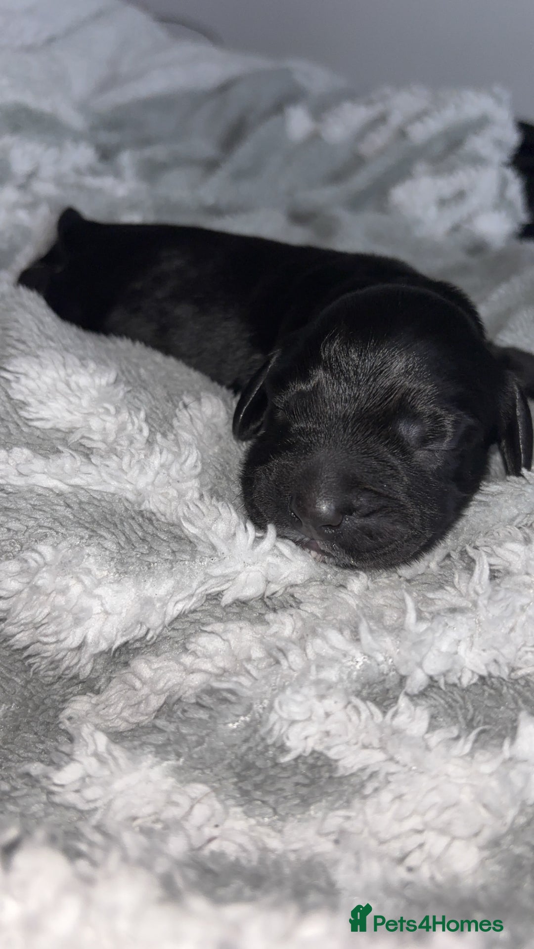 Cockerdor dogs for sale: Cockerdor puppies   - Advert 2