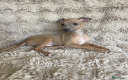 Italian Greyhound dogs for sale: 3/4 Italian greyhound puppies - Image 10