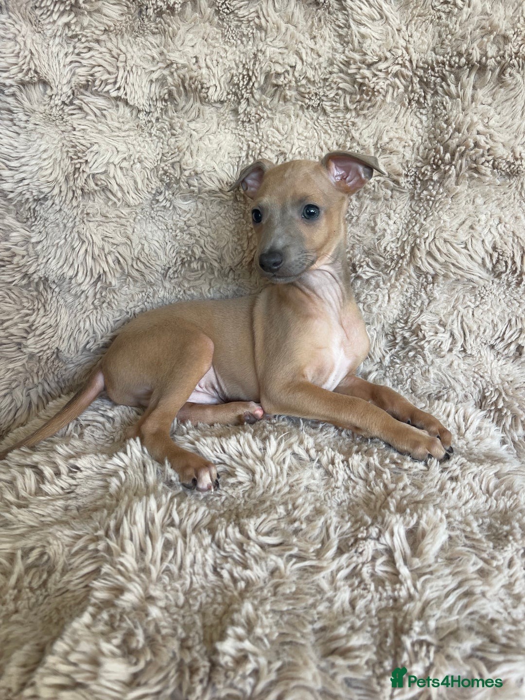 Italian Greyhound dogs for sale: 3/4 Italian greyhound puppies - Image 10