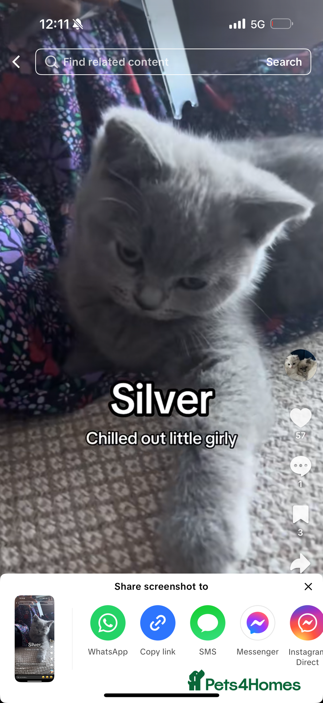 Scottish Fold cats for sale: Scottish Fold - Image 4