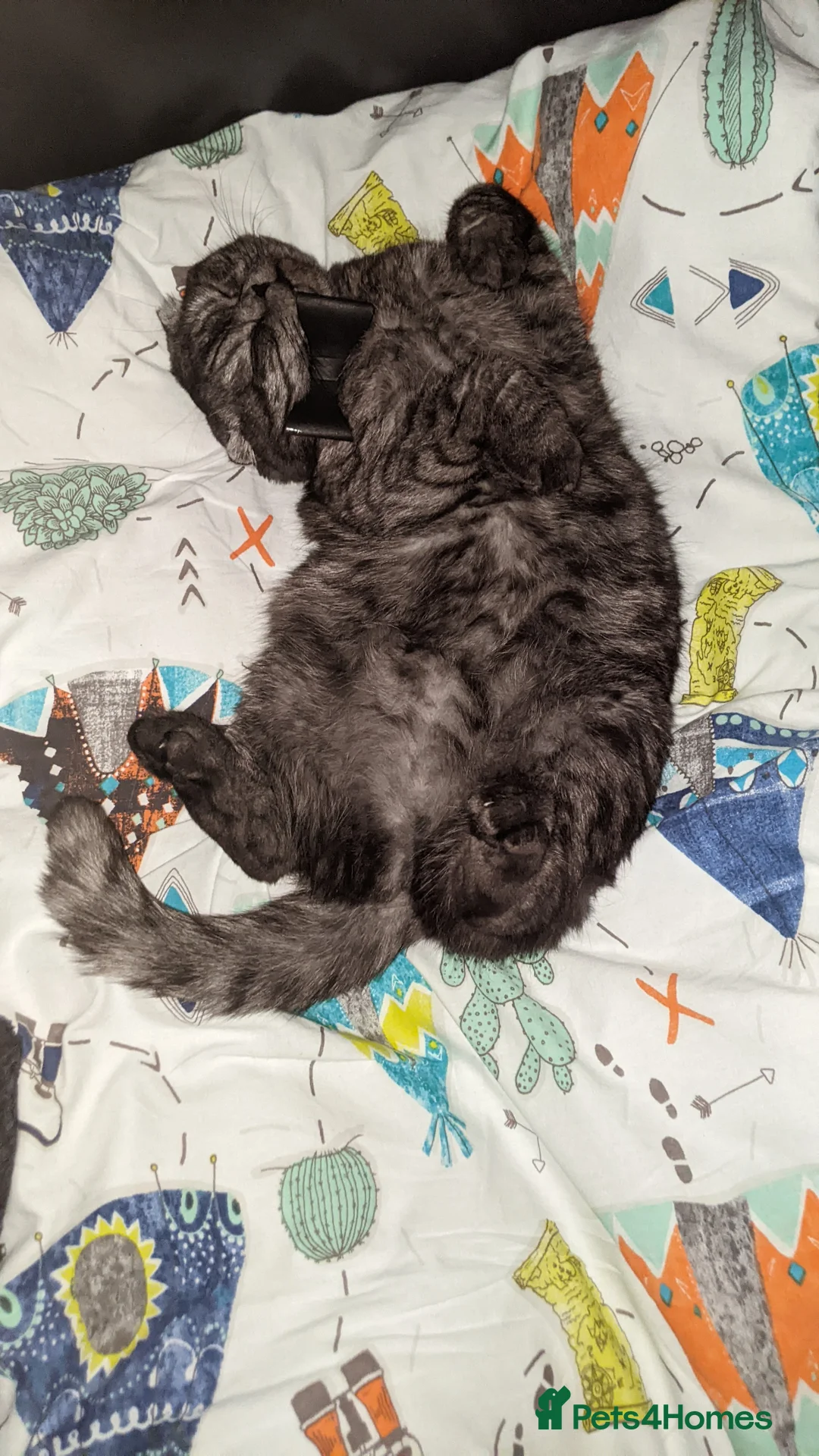 Scottish Fold cats for sale: Lava- beautiful Scottish fold  - Advert 6