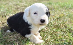 Old English Sheepdog dogs for sale: Stunning Old English Sheepdog Puppies KC Reg - Image 7
