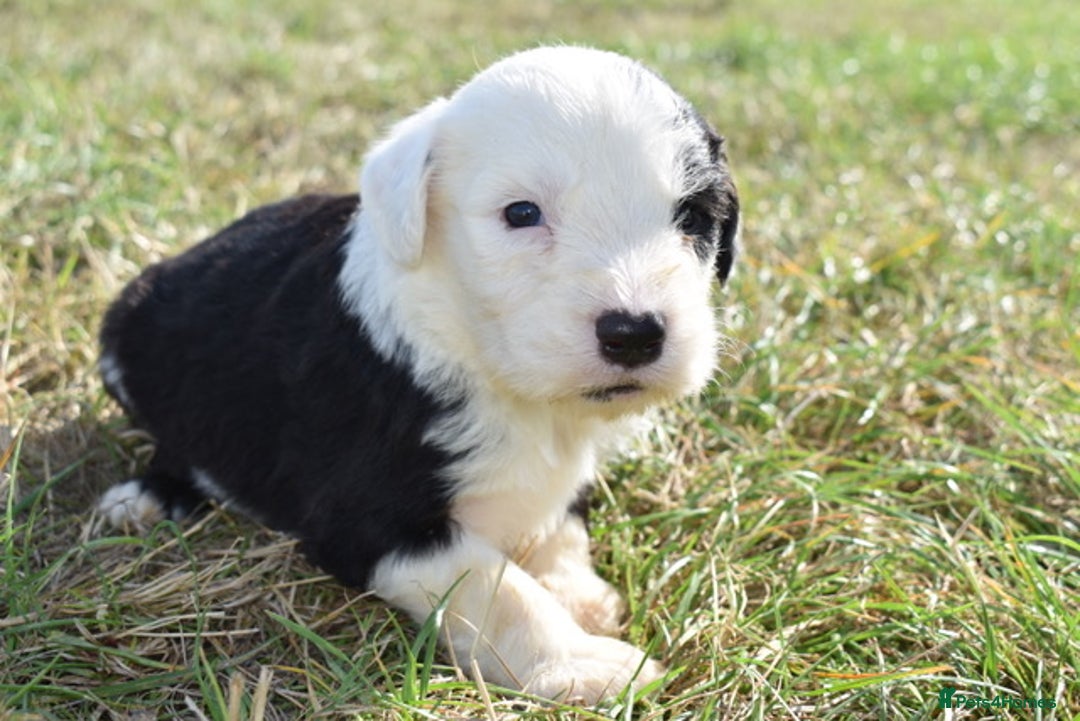 Old English Sheepdog dogs for sale: Stunning Old English Sheepdog Puppies KC Reg - Image 7