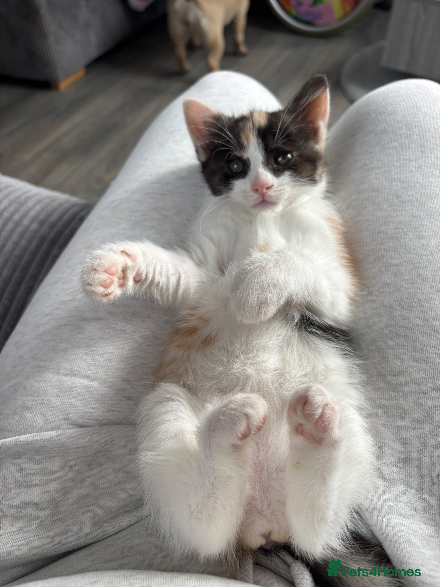 Mixed Breed cats for sale: Last 1 Stunning calico looking for forever home - Advert 9