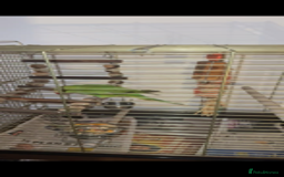 Parrots birds for sale: Indian ringneck - Advert 4