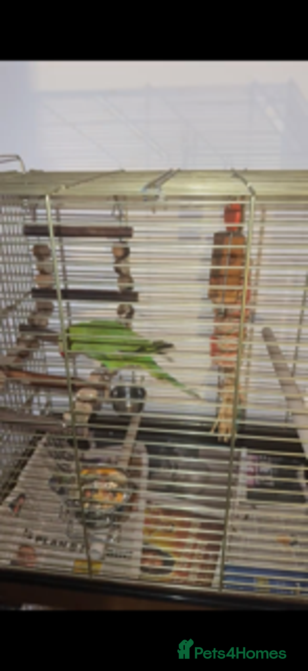 Parrots birds for sale: Indian ringneck - Advert 4