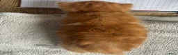 Mixed Breed cats for sale: Beautiful litter off 5 - Advert 4