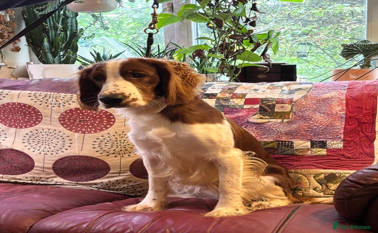 Welsh Springer Spaniel dogs - Advert 1