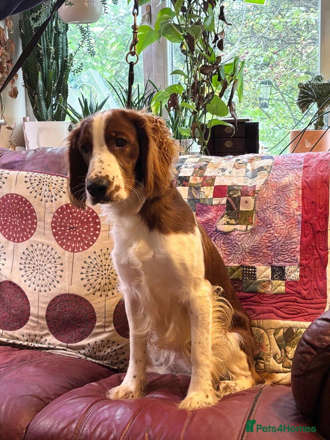 Welsh Springer Spaniel dogs for sale: Beautiful boy looking for forever home - Image 1