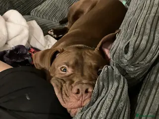 Mixed Breed dogs Marlowe - Advert 3