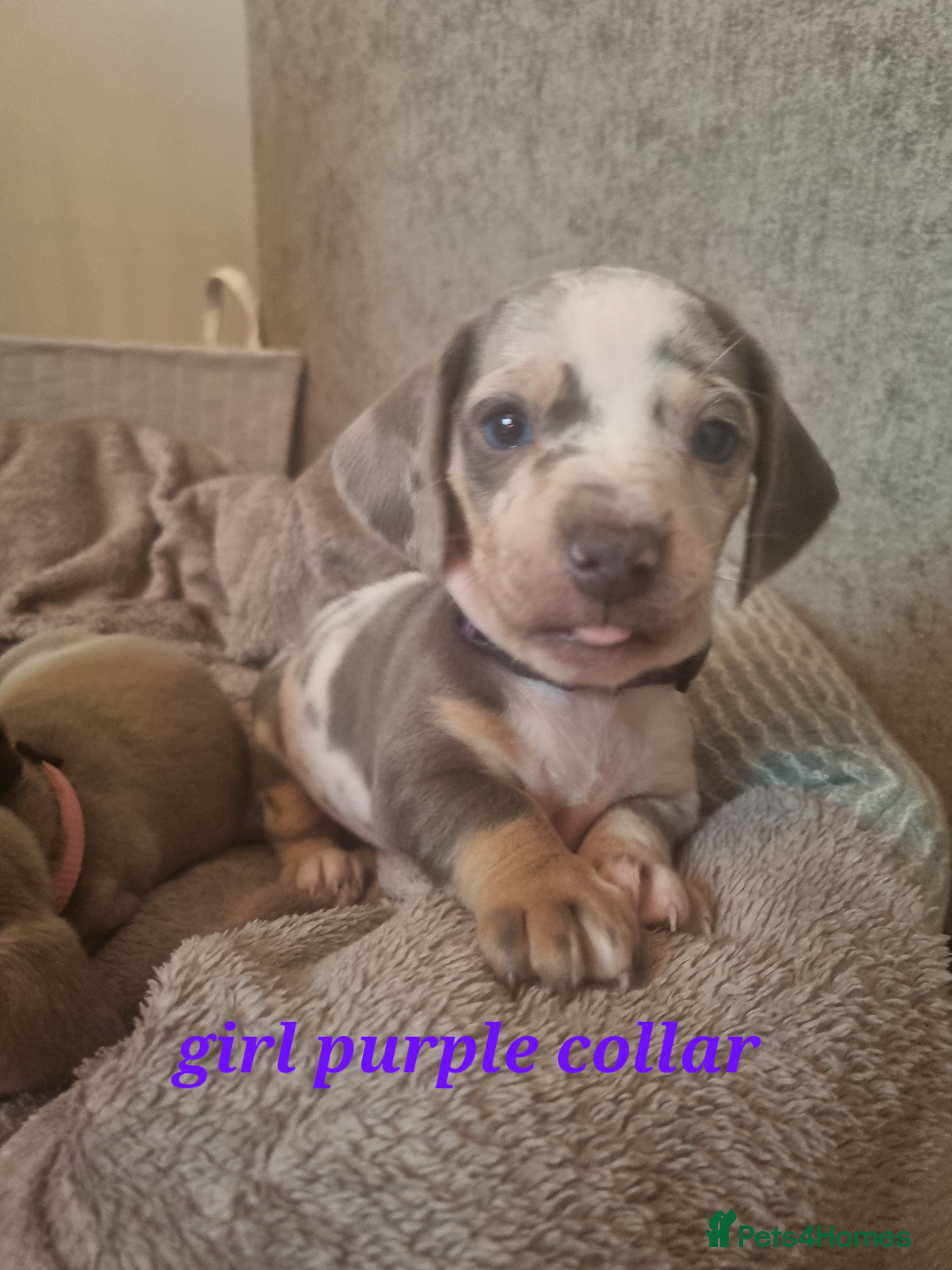 Dachshund dogs 8 Smooth Haired miniature dachshund pups  - Advert 1