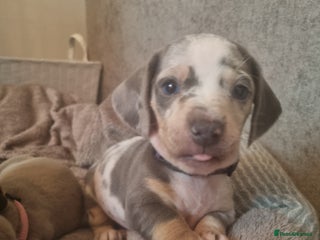 Dachshund dogs 8 Smooth Haired miniature dachshund pups - Advert 1