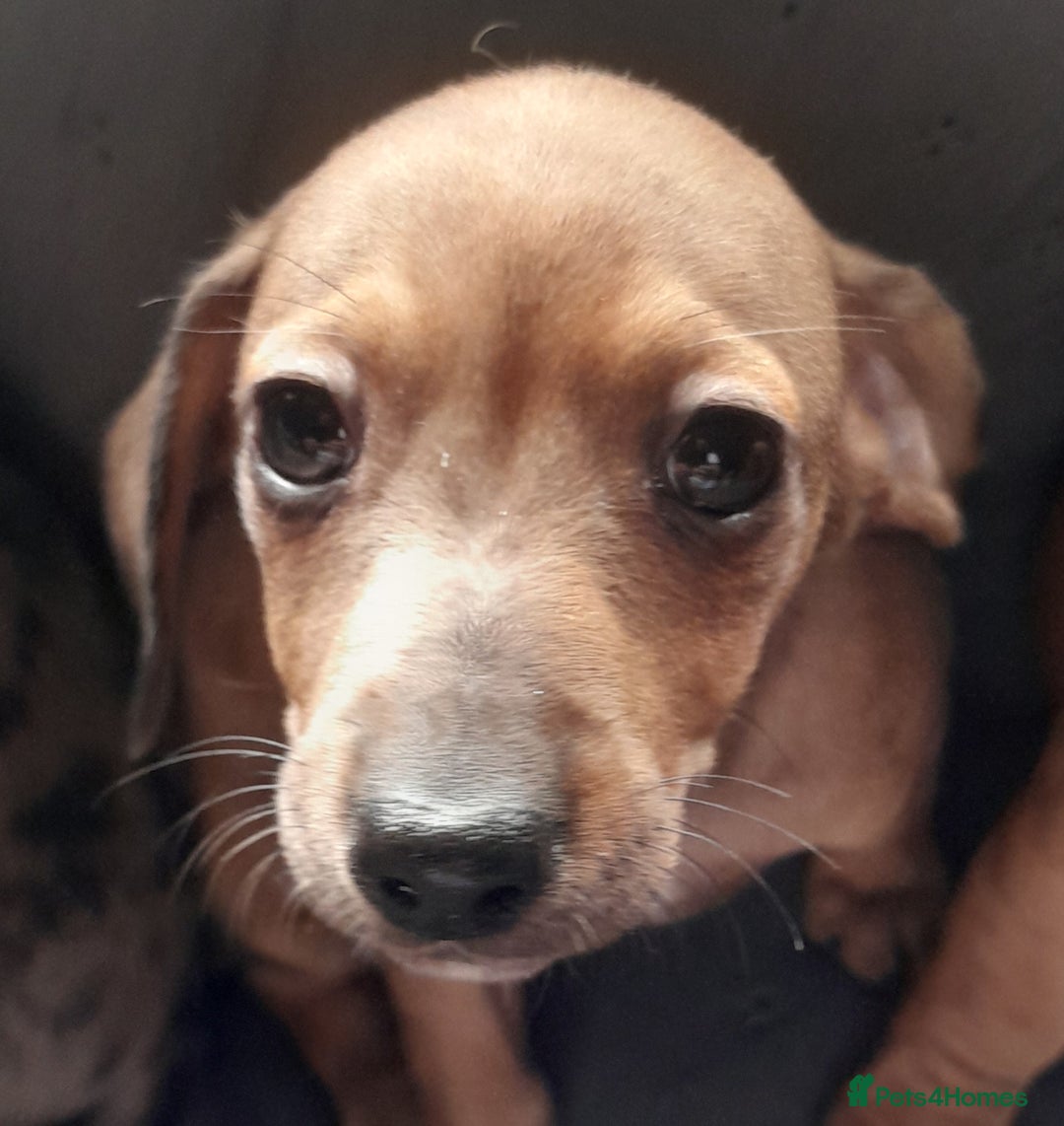Miniature Dachshund dogs for sale: Miniature dachshund ( sausage dog) puppies - Image 6