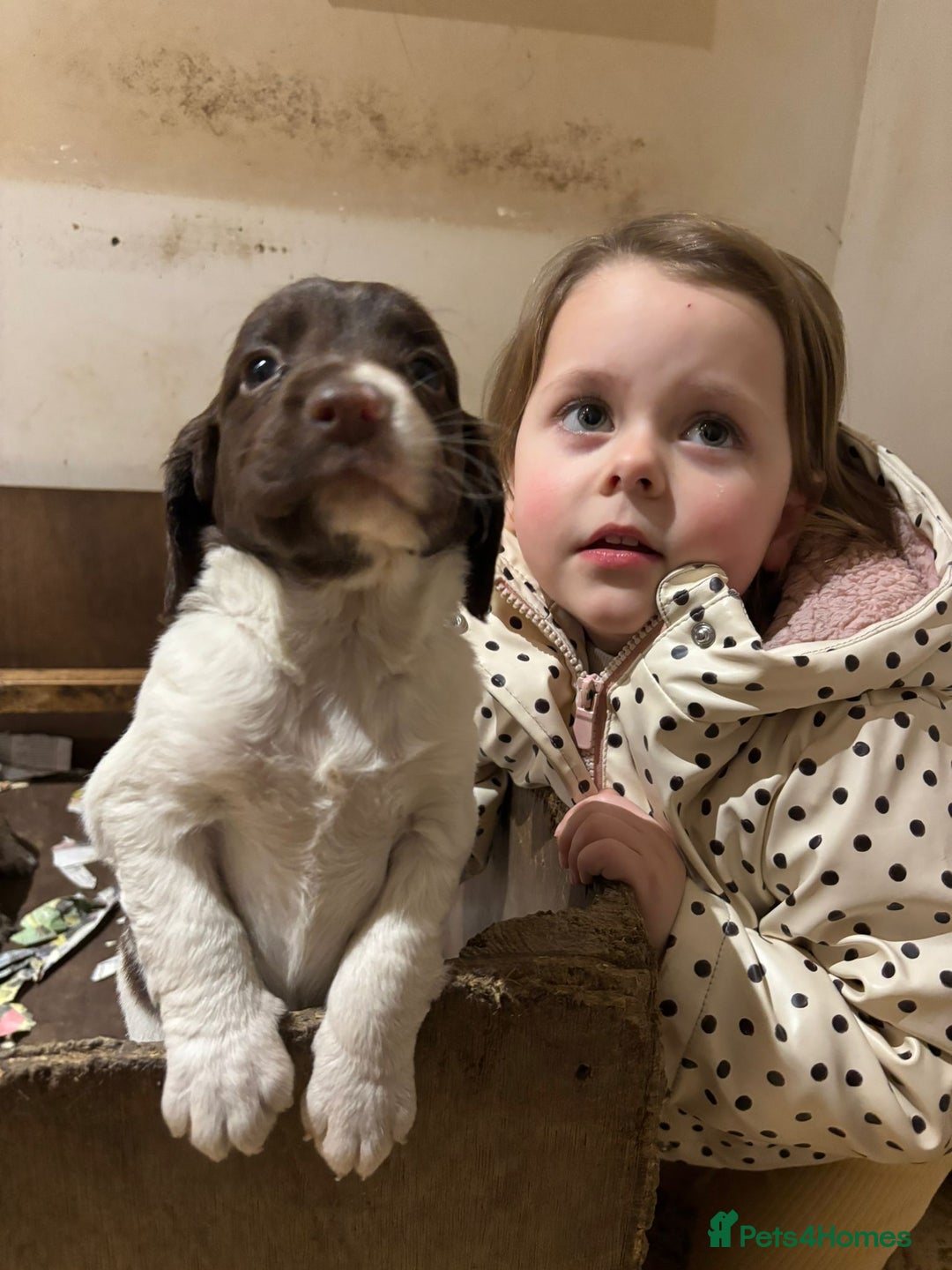 Mixed Breed dogs for sale: Mixed spaniels  - Advert 11