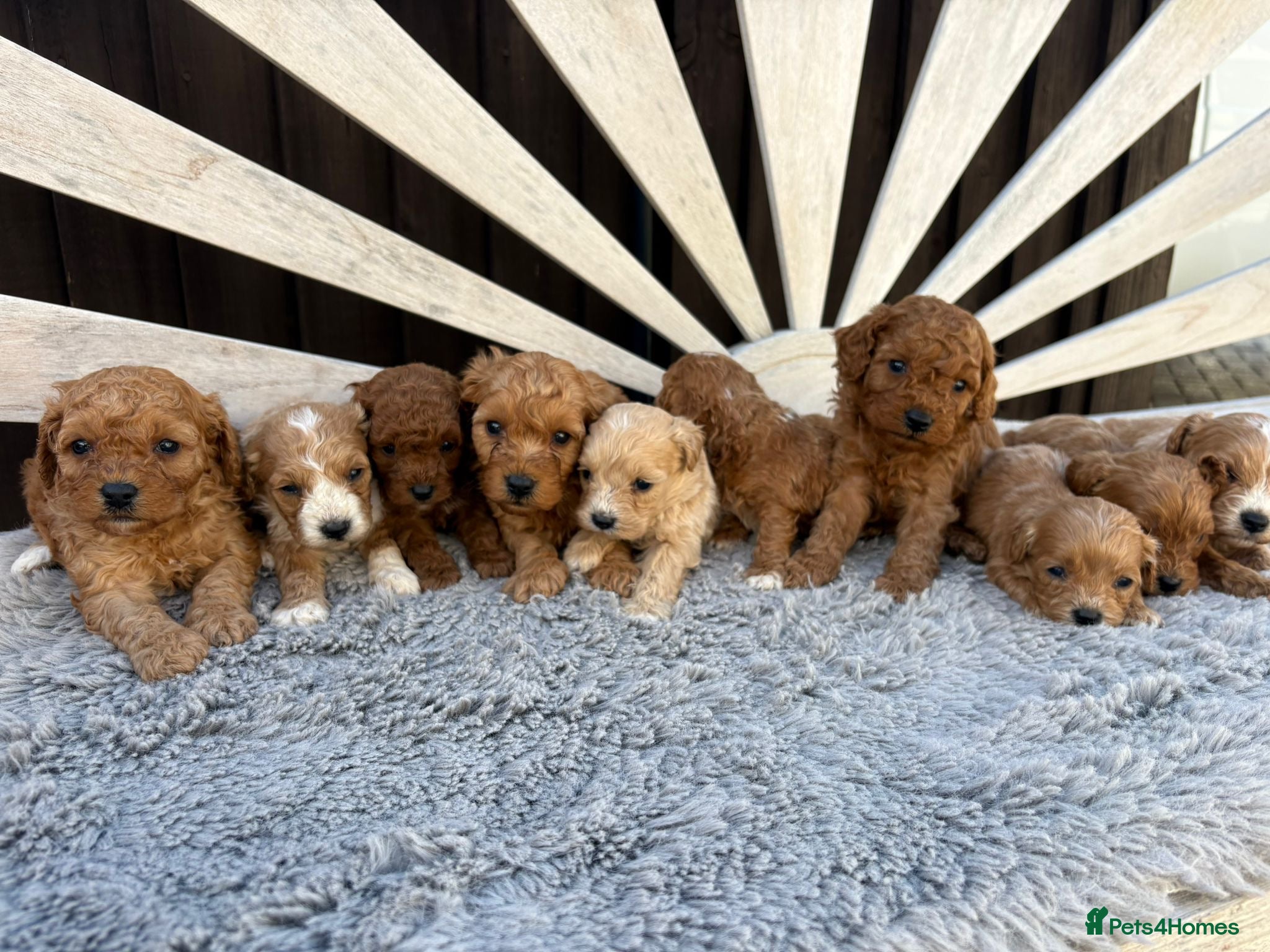 Cavapoo dogs OUTSTANDING F1 CAVAPOO PUPPIES BOTH KC PARENTS  - Advert 1