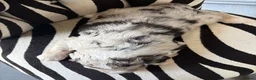 Sheepadoodle dogs for sale: Medium Sheepadoodle Blue and White  - Advert 25