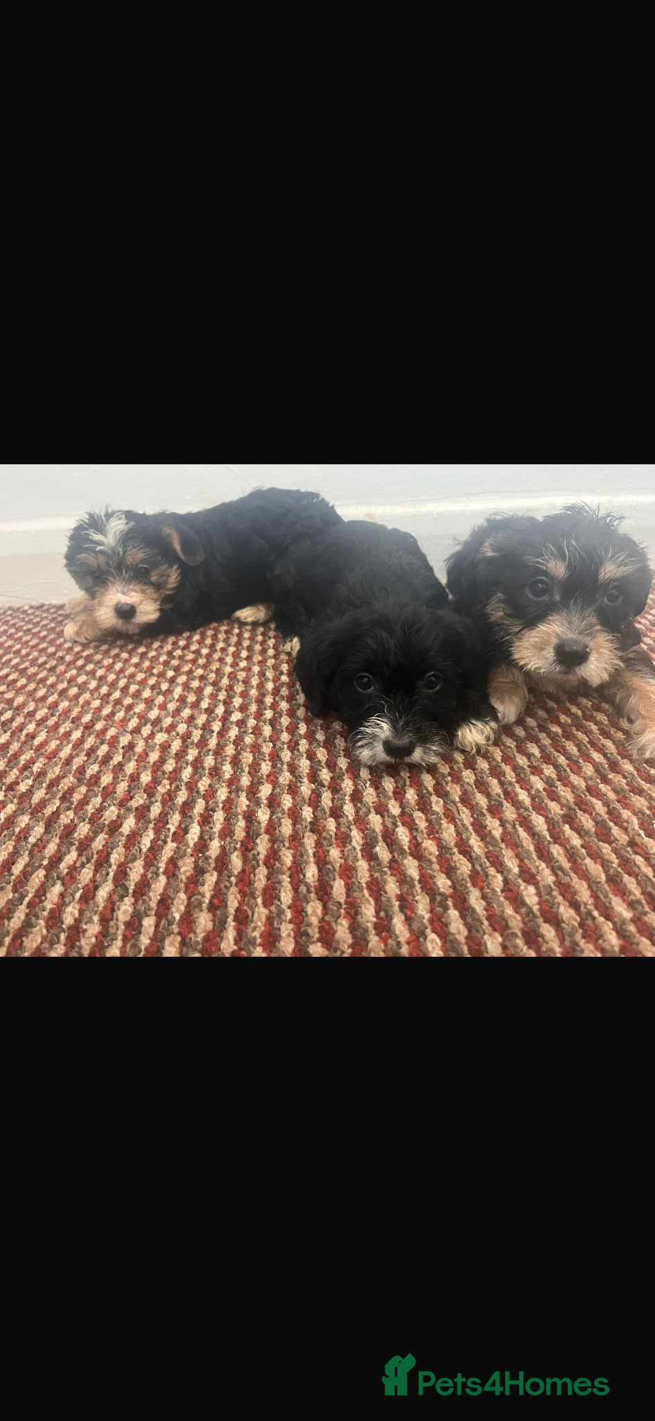 Yorkshire Terrier dogs Yorkies for sale  - Advert 2