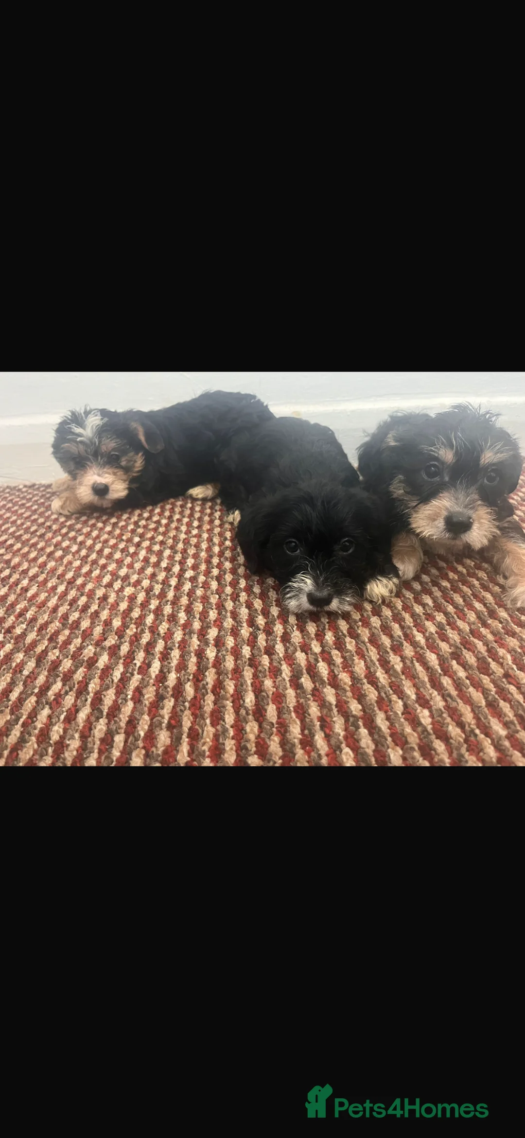 Yorkshire Terrier dogs for sale: Yorkies for sale  in Mitcham - Advert 1