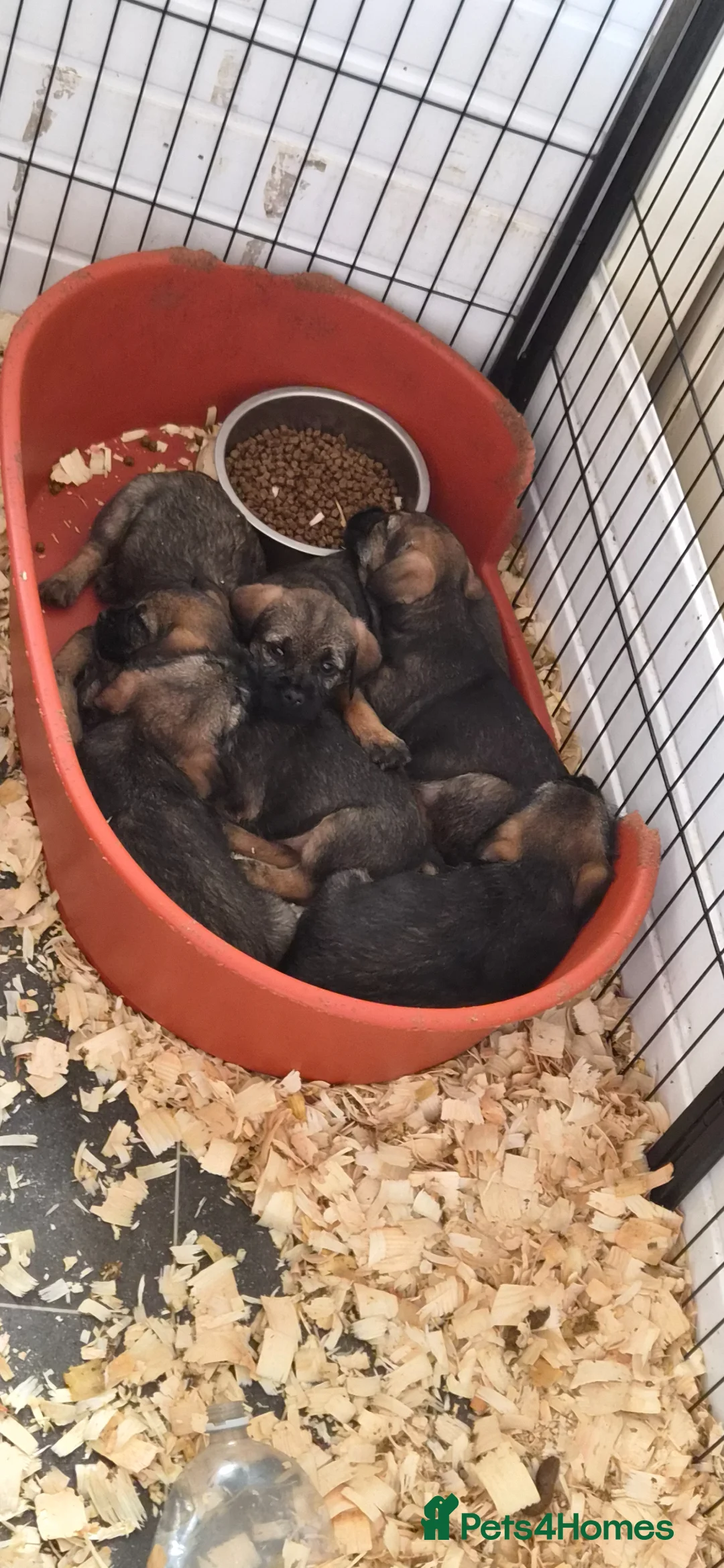 Border Terrier dogs for sale: Border Terrier  in Lockerbie - Advert 1
