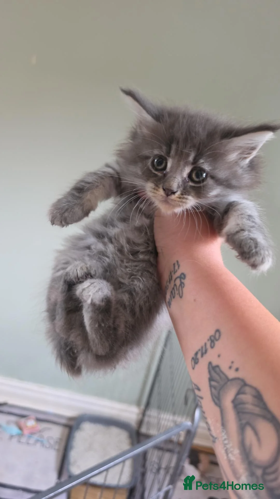Maine Coon cats for sale: Last 2 tica reg mainecoon boys - Advert 2