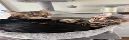 Bengal cats for sale: ✨STUNNING Bengal Kittens ✨ !!! Only one Left !!! - Advert 7
