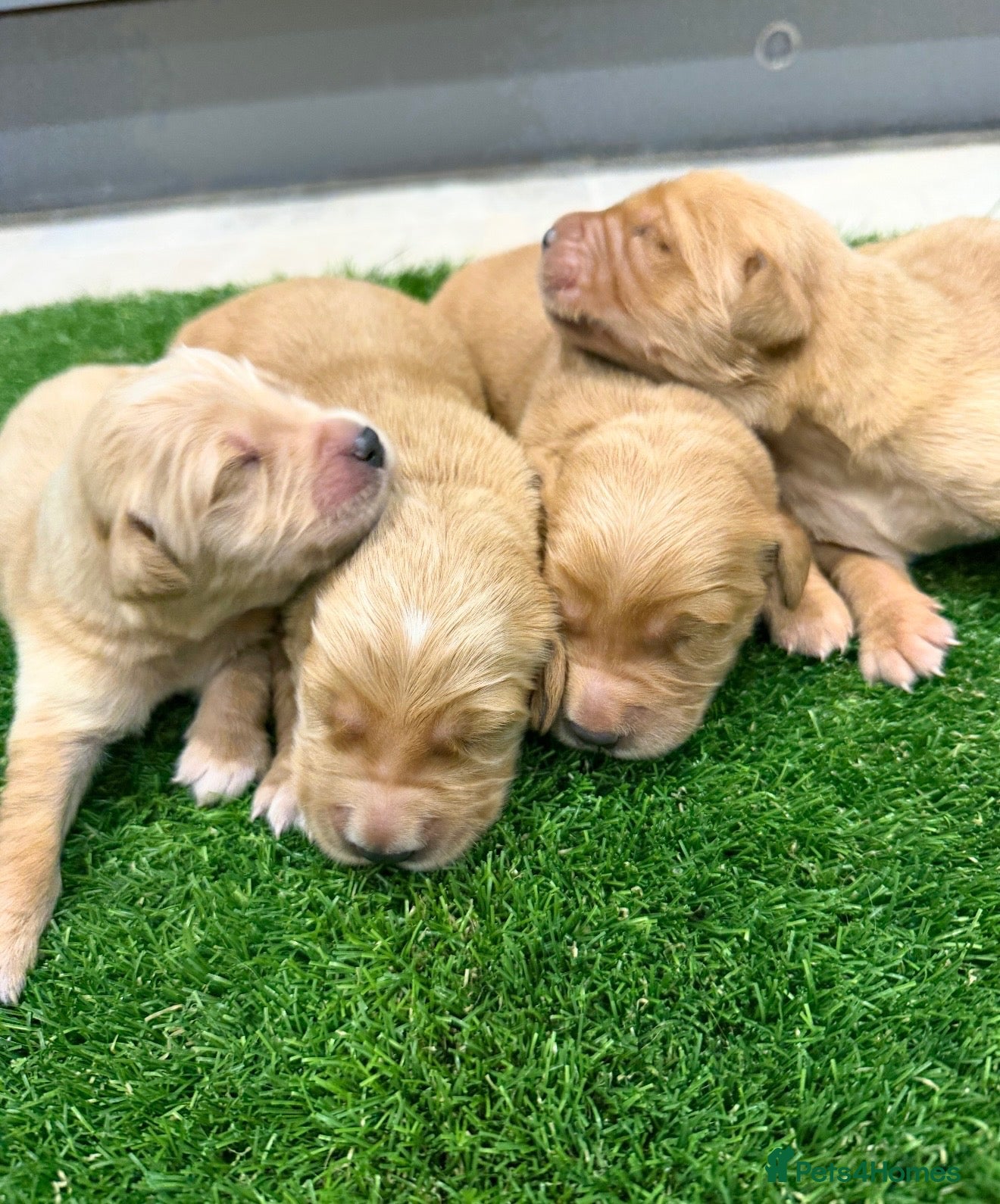 Golden Retriever dogs KC Dark Golden Retrievers 🧬Health Tested Parents - Advert 1