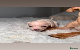 Chiweenie dogs for sale: chiweenie (dachshund x chihuahua) puppies - Image 4