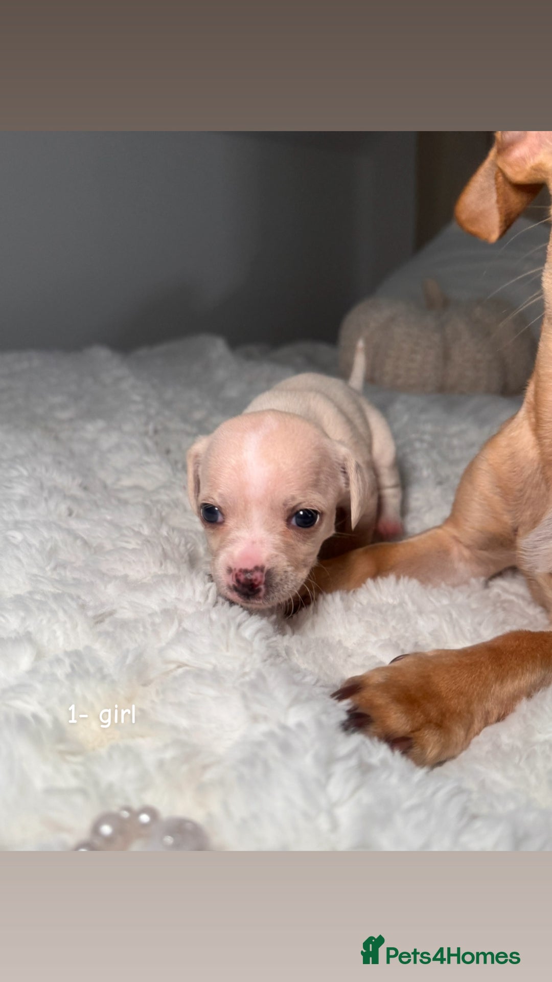 Chiweenie dogs for sale: chiweenie (dachshund x chihuahua) puppies - Image 4