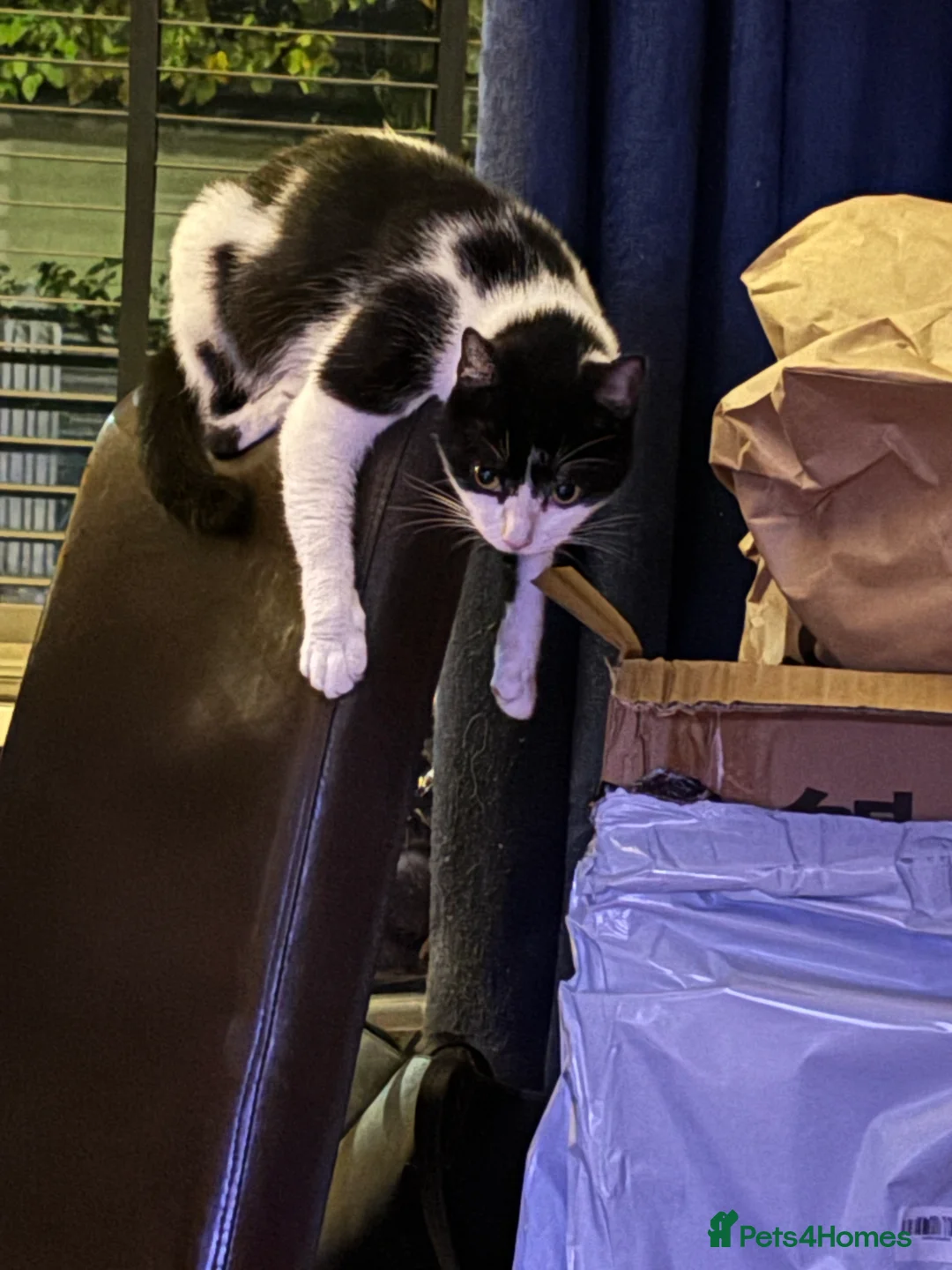 Mixed Breed cats for sale: Gorgeous male kittens - Advert 1