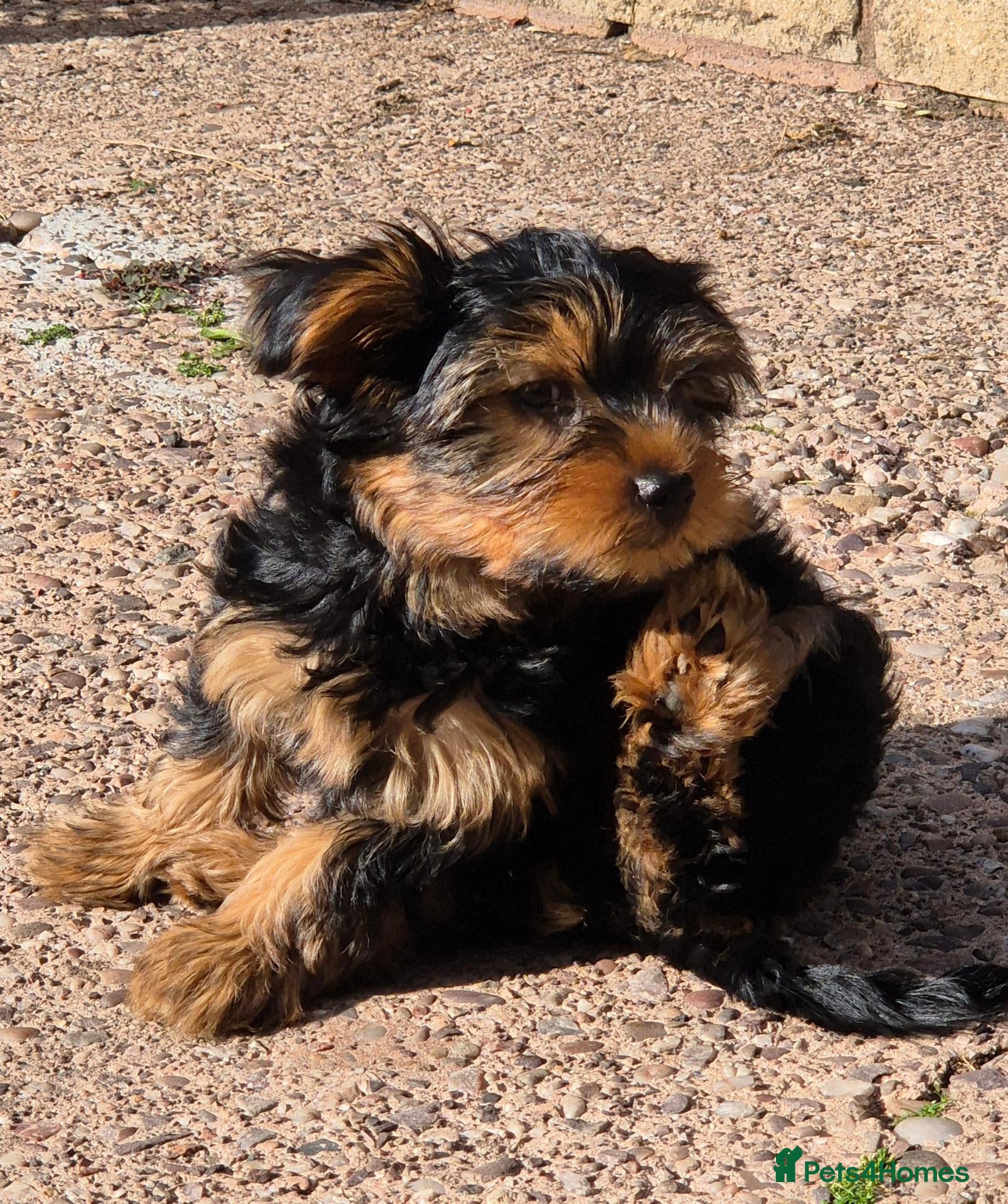 Yorkshire Terrier dogs 🐾 Beautiful Yorkshire Terrier Girls - Advert 2