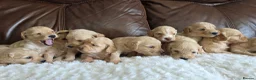 Cockapoo dogs for sale: DNA Health Tested Cockapoos Apricot/Golden - Advert 27