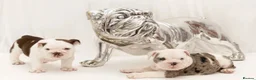 English Bulldog dogs for sale: English Bulldog Puppies – 3 Boys & 2 Girls in Exmouth - Advert 7