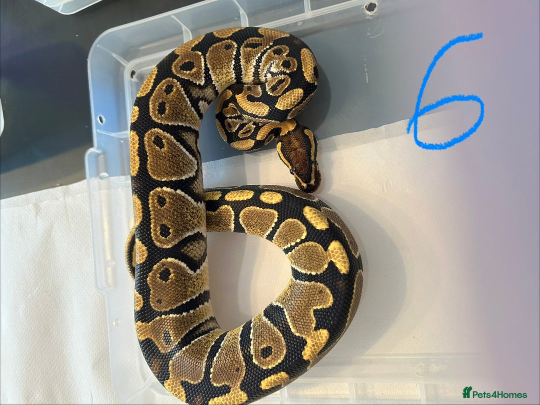 Python Snake reptiles for sale: Royal Pythons - Image 6