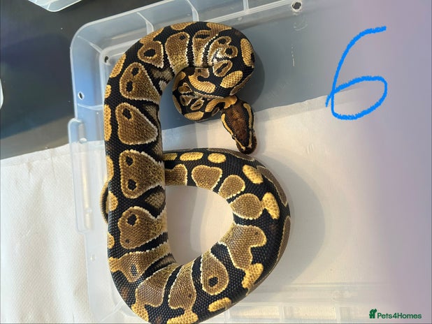 Python Snake reptiles - Advert 10