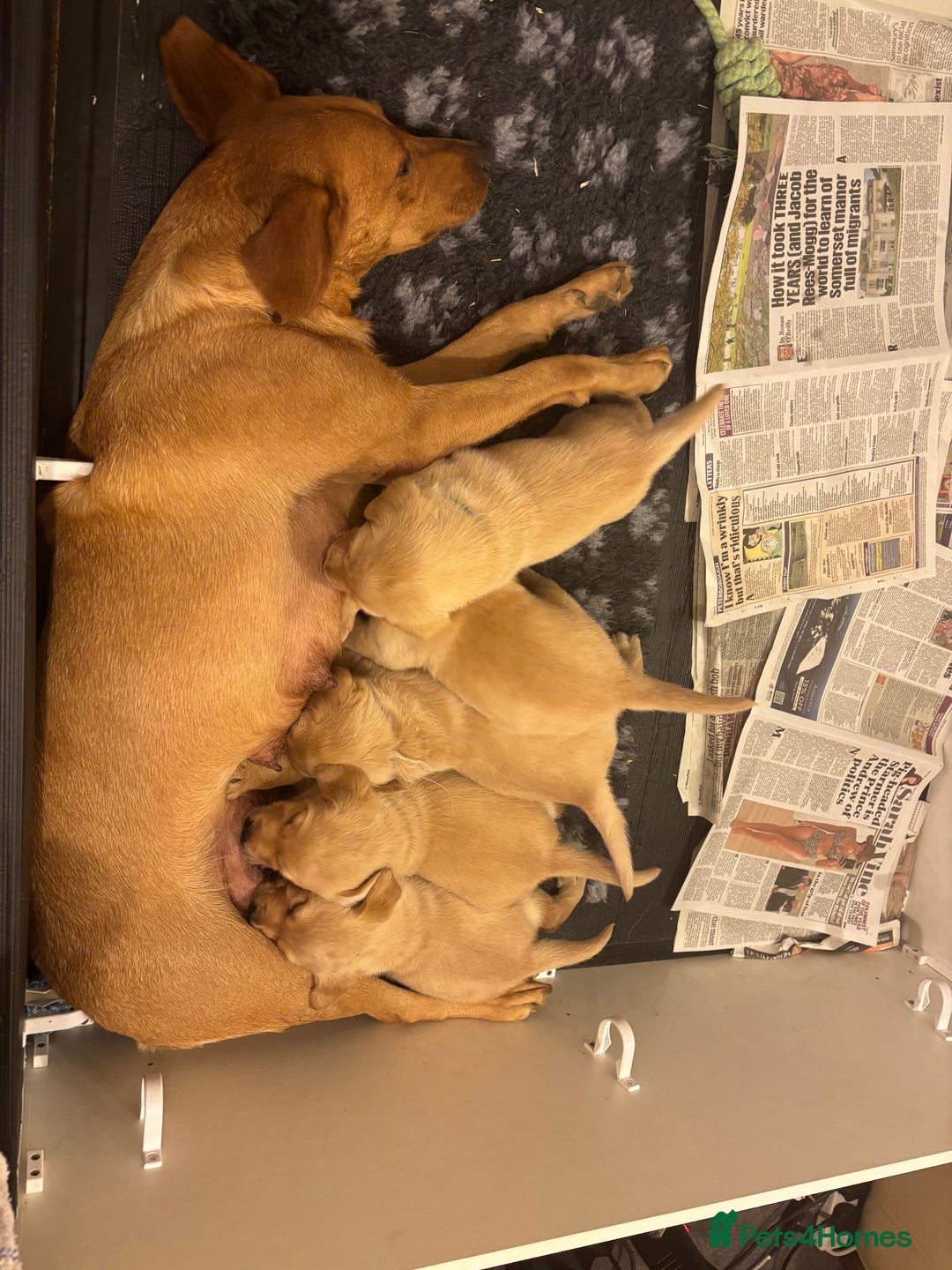 Labrador Retriever dogs for sale: pedigree Labradors with 6 generation history - Image 2