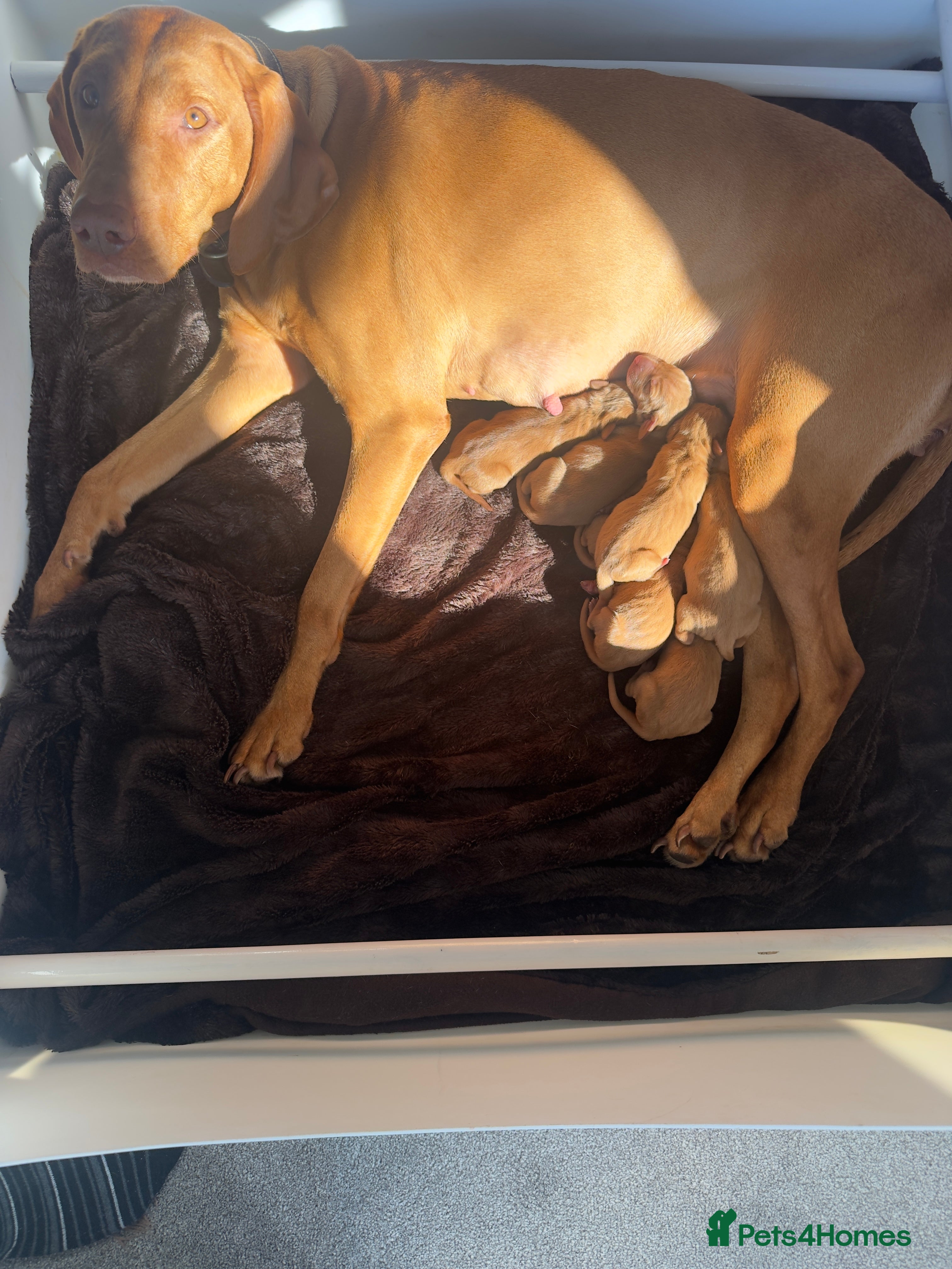 Hungarian Vizsla dogs Purpose bred champion grade import vizslas puppies - Advert 3