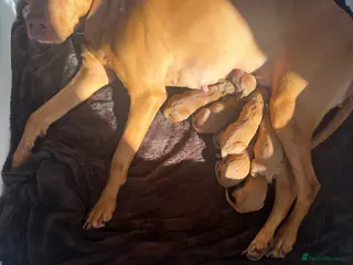 Hungarian Vizsla dogs Purpose bred champion grade import vizslas puppies - Advert 3