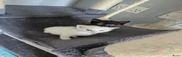 Persian cats for sale: Pure white long hair kittens. - Advert 14