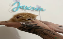 Mixed Breed cats for sale: Gorgeous kittens for sale - Image 16