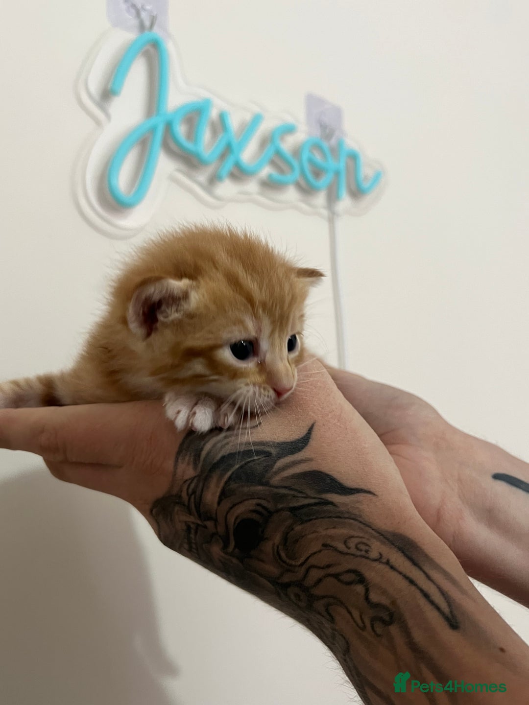 Mixed Breed cats for sale: Gorgeous kittens for sale - Image 16
