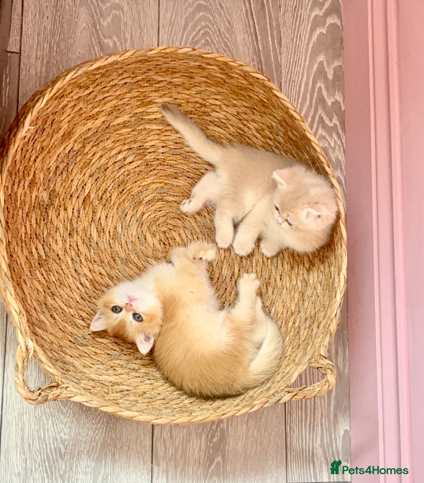 British Shorthair cats Premium Pedigree British Shorthair Golden Kittens - Advert 2