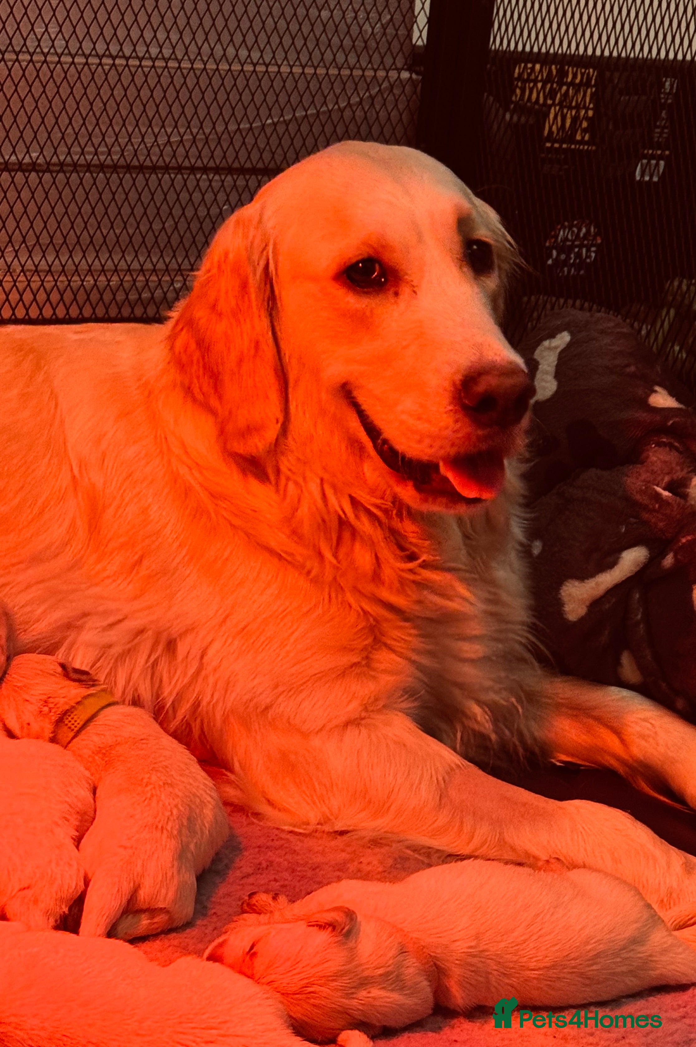 Golden Retriever dogs Beautiful chunky golden retriever babies - Advert 1